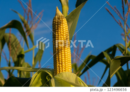 This vibrant cob of corn displays its rich yellow kernels, reaching maturity amid verdant leaves. The bright blue sky enhances the agricultural setting in late summer This vibrant cob of corn displays its rich yellow kernels, reaching maturity amid verdant leaves. The bright blue sky enhances the agricultural setting in late summer 123496656