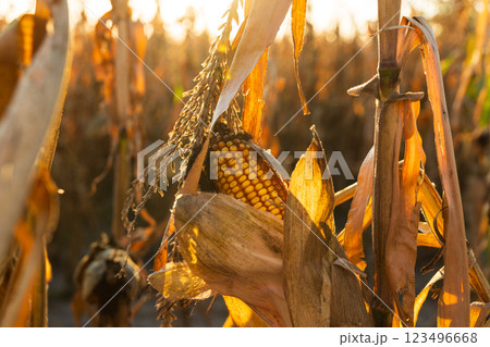 Golden sunlight highlights a ripe cob of corn nestled among dried husks in a sunlit cornfield, signaling the peak of the harvest season in late summer Golden sunlight highlights a ripe cob of corn nestled among dried husks in a sunlit cornfield, signaling the peak of the harvest season in late summer 123496668