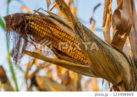 The ripe cob of corn is nestled among dried husks on the stalk, basking in the warm late afternoon sunlight, showcasing its vibrant yellow kernels The ripe cob of corn is nestled among dried husks on the stalk, basking in the warm late afternoon sunlight, showcasing its vibrant yellow kernels 123496669