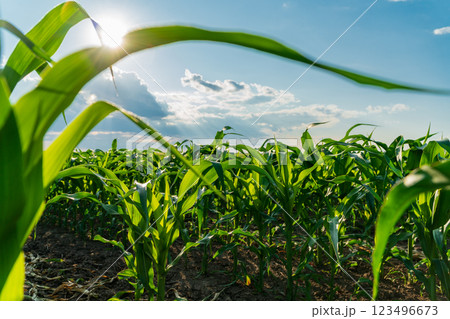 Sunlight filters through the tall green corn plants in a field, showcasing their vibrant leaves and the rich brown soil beneath. A few clouds dot the blue sky, adding depth Sunlight filters through the tall green corn plants in a field, showcasing their vibrant leaves and the rich brown soil beneath. A few clouds dot the blue sky, adding depth 123496673