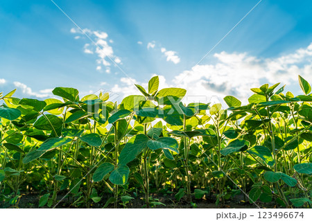 Young soybean plants are growing vigorously in a lush green field, basking in the warm sunlight of early summer, with a vibrant blue sky above 123496674