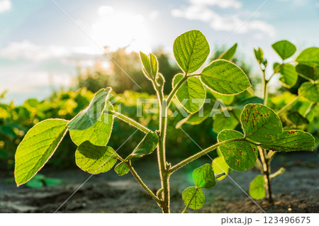 Bright green soybean plants are emerging in a lush field, with healthy leaves basking in warm sunlight under a clear blue sky during the spring season 123496675