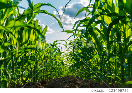 Tall green corn plants stretch towards the sky, illuminated by sunlight, while fluffy clouds float above in a vibrant summer landscape 123496723