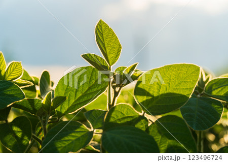 A vibrant young soybean field showcases healthy green leaves, illuminated by sunlight, highlighting the growth and potential of the crop during the early stages of agriculture 123496724