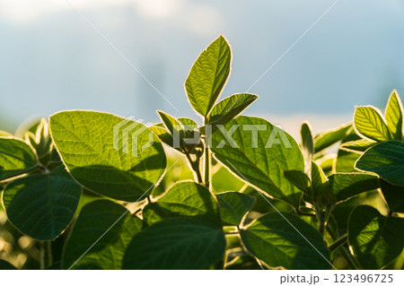 A lush field of young soybeans flourishes under warm sunlight, displaying vibrant green leaves against a bright background, highlighting healthy agriculture in summer A lush field of young soybeans flourishes under warm sunlight, displaying vibrant green leaves against a bright background, highlighting healthy agriculture in summer 123496725