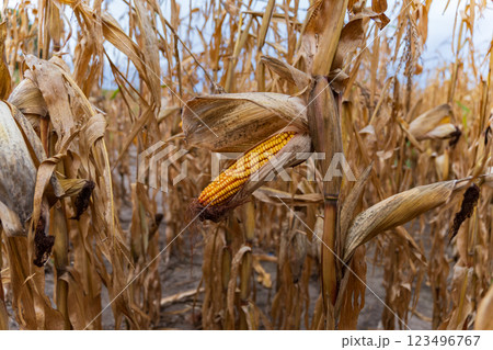 This image showcases a ripe ear of corn hanging from its husk in a corn field, with golden kernels surrounded by dry, yellowing leaves under a clear sky 123496767