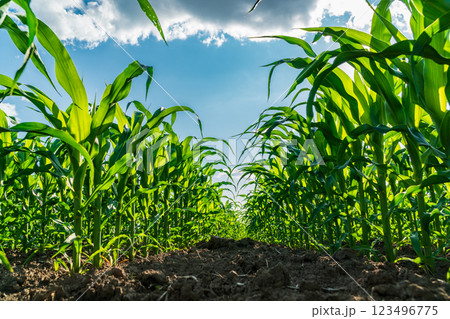 A lush cornfield stretches out under a bright blue sky, with green maize plants towering on either side. The land is well-tended, revealing a promising agricultural yield 123496775
