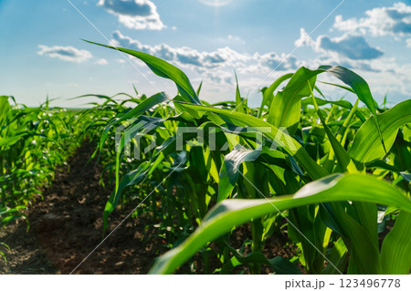 Corn plants stand tall and lush in a well-tended field, illuminated by sunlight, showcasing healthy leaves under a bright blue sky with scattered clouds Corn plants stand tall and lush in a well-tended field, illuminated by sunlight, showcasing healthy leaves under a bright blue sky with scattered clouds 123496778