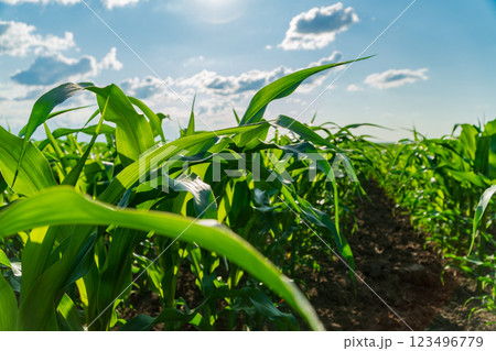 Corn plants stretch toward the bright blue sky, their lush green leaves creating a dense canopy. The field reflects the lively growth typical of summer agriculture Corn plants stretch toward the bright blue sky, their lush green leaves creating a dense canopy. The field reflects the lively growth typical of summer agriculture 123496779
