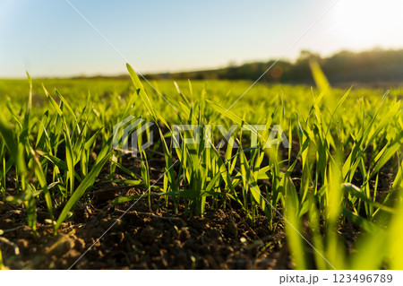 Newly sprouted wheat grass stretches up from the rich soil in a winter field, illuminated by the warm sunlight, signaling the arrival of spring 123496789