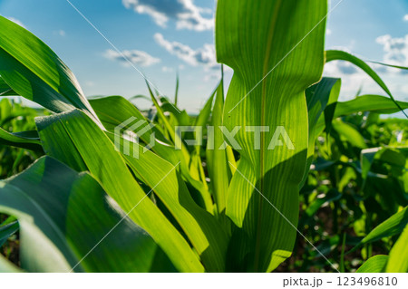 The bright green leaves of corn maize stretch upwards in a lush cornfield, basking in the sun. The scene highlights healthy crops thriving under beautiful skies 123496810