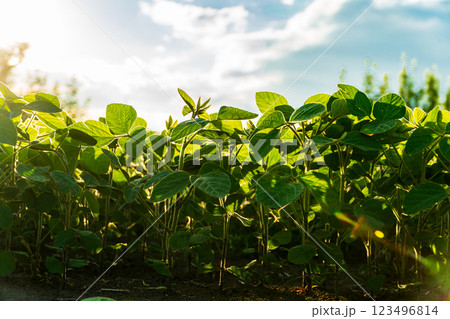 Freshly grown soybean plants thrive in a vibrant green field, illuminated by warm sunlight. The scene captures nature's beauty during the golden hour Freshly grown soybean plants thrive in a vibrant green field, illuminated by warm sunlight. The scene captures nature's beauty during the golden hour 123496814