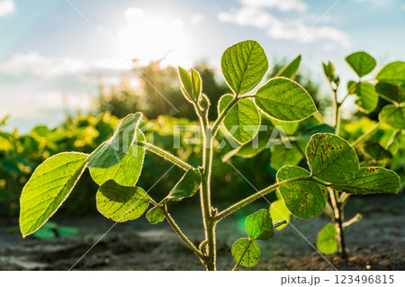 Young soybean plants are basking in warm sunlight at a rural farm, showcasing vibrant green leaves and strong stems, indicative of a healthy crop in summer Young soybean plants are basking in warm sunlight at a rural farm, showcasing vibrant green leaves and strong stems, indicative of a healthy crop in summer 123496815