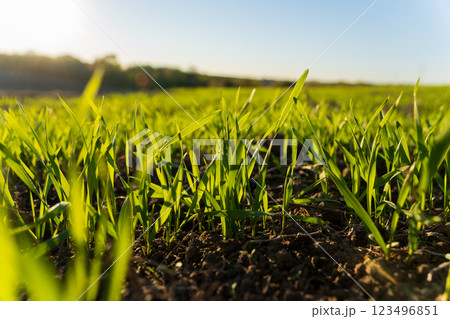 Tender green wheat sprouts emerge from the rich soil in a winter field, basking in warm sunlight and signaling the arrival of spring 123496851