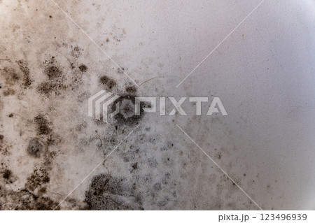 A close-up view reveals the detailed textures and forms of mold growing on a wall, showcasing the unseen life that flourishes in damp indoor spaces A close-up view reveals the detailed textures and forms of mold growing on a wall, showcasing the unseen life that flourishes in damp indoor spaces 123496939