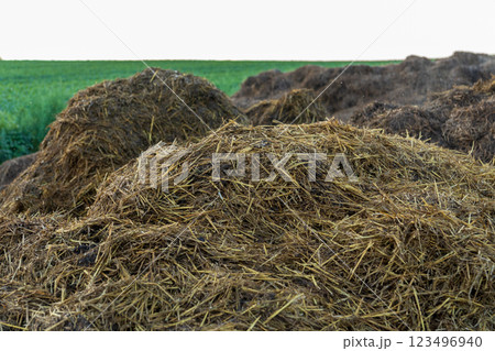 Fresh manure piles are placed strategically in a vibrant green field, nourishing the soil and preparing it for next season's crops and growth 123496940