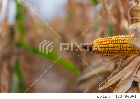 Golden corn ears emerge from a mixed field of dry stalks, signaling the end of summer. The landscape reflects the agricultural cycle during harvest season, rich in texture and color Golden corn ears emerge from a mixed field of dry stalks, signaling the end of summer. The landscape reflects the agricultural cycle during harvest season, rich in texture and color 123496961