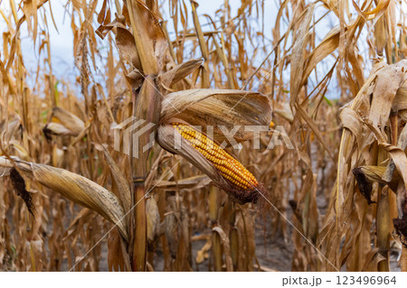 The dry cornfield reveals rows of golden ears, ready for harvest. Under a soft sky, the weathered plants stand tall, showcasing nature's bountiful yield in late autumn 123496964