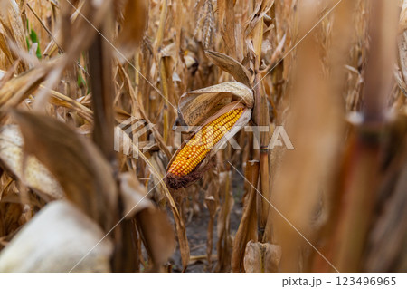 An ear of corn, still partially encased in its husk, stands alone in a field of dried corn stalks. The stalks are brown and dry, creating a contrast with the golden yellow corn kernels An ear of corn, still partially encased in its husk, stands alone in a field of dried corn stalks. The stalks are brown and dry, creating a contrast with the golden yellow corn kernels 123496965
