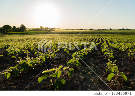 In a peaceful rural landscape, young green plants stretch towards the sky as the sun sets, casting a warm glow over the fertile fields and undulating hills 123496971