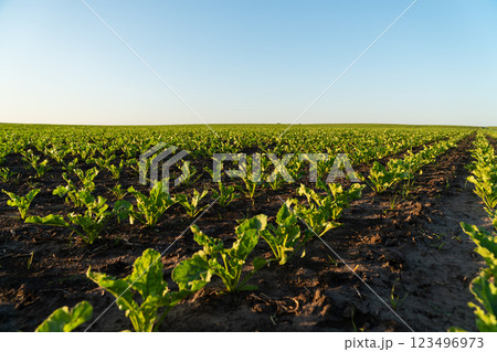 Rows of vibrant sugar beets thrive in rich soil, bathed in the gentle light of dusk. The expansive landscape highlights the harmony of nature and farming 123496973