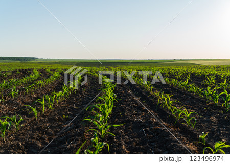 A vibrant cornfield flourishes under the golden light of early morning, with rows of young plants emerging from rich, dark soil in serene rural surroundings 123496974