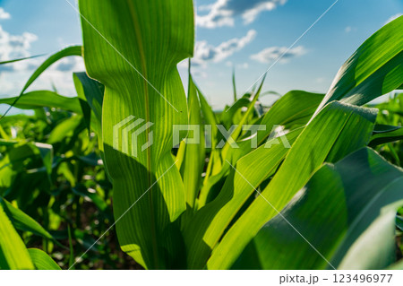 Amidst swaying leaves, a thriving cornfield basks under the warm sun, reflecting the vitality of summer and the richness of agricultural life Amidst swaying leaves, a thriving cornfield basks under the warm sun, reflecting the vitality of summer and the richness of agricultural life 123496977