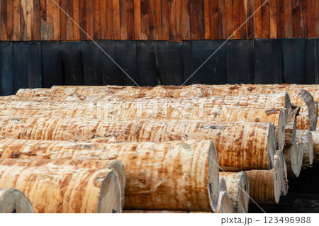 A collection of freshly cut logs rests in orderly rows at a sawmill, showcasing their natural grain and texture against a backdrop of weathered wood in the overcast light A collection of freshly cut logs rests in orderly rows at a sawmill, showcasing their natural grain and texture against a backdrop of weathered wood in the overcast light 123496988