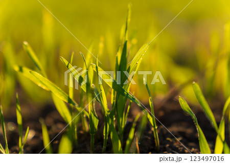 Young winter wheat sprouts stretch towards the sun in a vibrant field. The soil is rich and dark, showcasing the seedlings' early growth during this nurturing season Young winter wheat sprouts stretch towards the sun in a vibrant field. The soil is rich and dark, showcasing the seedlings' early growth during this nurturing season 123497016
