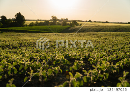 Small soybean plants thrive in a lush green field under the warm sunlight, showcasing their early growth stages against a serene countryside backdrop Small soybean plants thrive in a lush green field under the warm sunlight, showcasing their early growth stages against a serene countryside backdrop 123497026