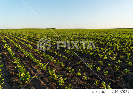 Rows of small sugar beet plants thrive in fertile soil, basking in sunlight under a bright blue sky on a rural farmland during the growing season 123497027