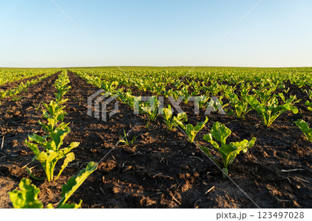 Rows of small sugar beet plants thrive in rich soil, illuminated by the warm morning sunlight, showcasing healthy growth in a vast agricultural field 123497028