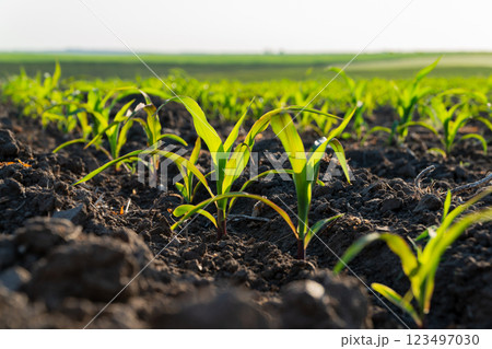 Small corn plants grow steadily in rich soil under bright sunlight, indicating a successful start to the growing season in the field 123497030