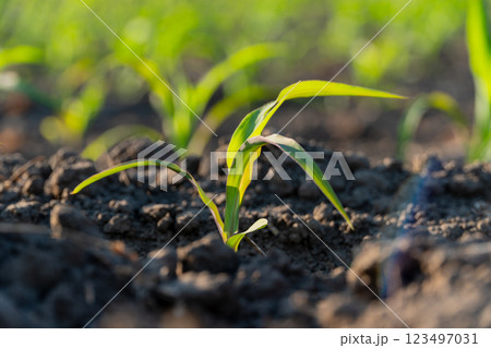 Fresh corn sprouts emerge from the soil in a field, basking in sunlight. The young plants show robust green leaves as they begin their growth journey 123497031