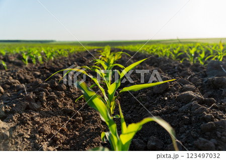 Small corn plants emerge from rich soil, stretching toward the sun in a vibrant field. This growth signifies the beginning of the crop season 123497032