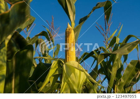 Sunlight bathes a tall cornfield where golden ears of corn stand proudly among lush green leaves. The bright blue sky adds to the summery vibe of this bountiful landscape 123497055