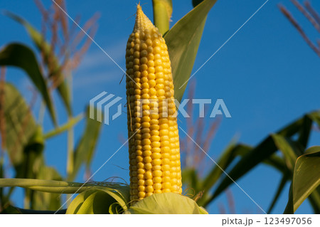 Ripening corn grows proudly in a sunny field, with bright yellow kernels glistening. The clear sky adds a stunning backdrop to this bountiful harvest scene in late afternoon 123497056