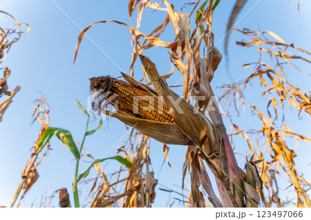 Sturdy corn plants stretch towards the sky, their golden ears ready for harvest. The sun shines brightly, illuminating the vibrant yellow kernels nestled among dry leaves on a crisp autumn day Sturdy corn plants stretch towards the sky, their golden ears ready for harvest. The sun shines brightly, illuminating the vibrant yellow kernels nestled among dry leaves on a crisp autumn day 123497066