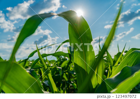 Lush green corn plants sway gently under a brilliant blue sky filled with fluffy clouds, while sunlight streams through the leaves, creating a serene summer atmosphere 123497072