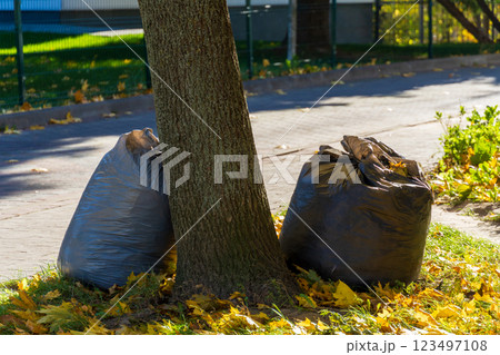 Black bags filled with fallen leaves sit beside a tree on a sidewalk. The ground is covered in colorful autumn foliage, creating a serene and tidy landscape in daylight Black bags filled with fallen leaves sit beside a tree on a sidewalk. The ground is covered in colorful autumn foliage, creating a serene and tidy landscape in daylight 123497108
