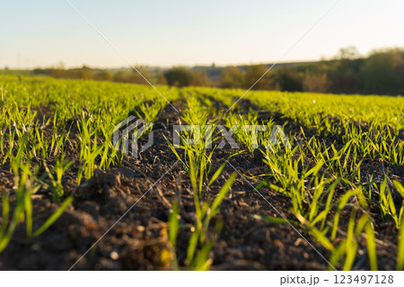 Newly sprouted winter wheat stands tall in a green field, basking in the morning sunlight. The vibrant shoots create a beautiful contrast against the dark, fertile soil, promising a bountiful harvest 123497128