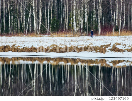 forest in winter time with the reflection of tree trunks forest in winter time with the reflection of tree trunks 123497169
