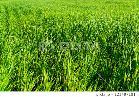 Winter wheat grows in the field. Green sprouts of winter wheat 123497181