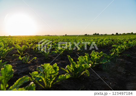 Sugar beet sprouts grow in a large field at sunset. Green sugar beet sprouts grow in black soil Sugar beet sprouts grow in a large field at sunset. Green sugar beet sprouts grow in black soil 123497184