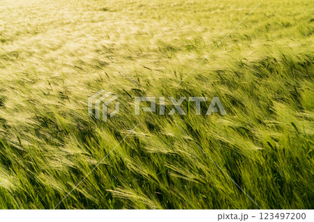 Rye field at sunset. Growing rye on an industrial scale 123497200