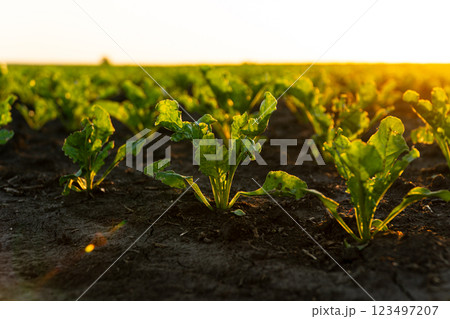 Green sugar beet sprouts grow on a field in black soil. Sugar beet field at sunset 123497207