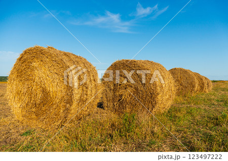Round bales of hay in the field Round bales of hay in the field 123497222