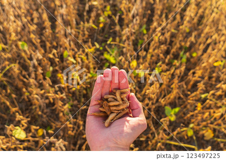 Ripe soybean in the hands of a adult. Farmer on soybean field 123497225