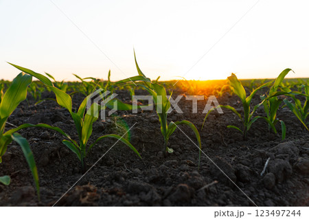 Small corn plants. Corn sprouts grow on an organic field 123497244