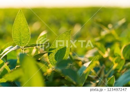 Beautiful soybean plant. Soy leaves. Soy in the field 123497247